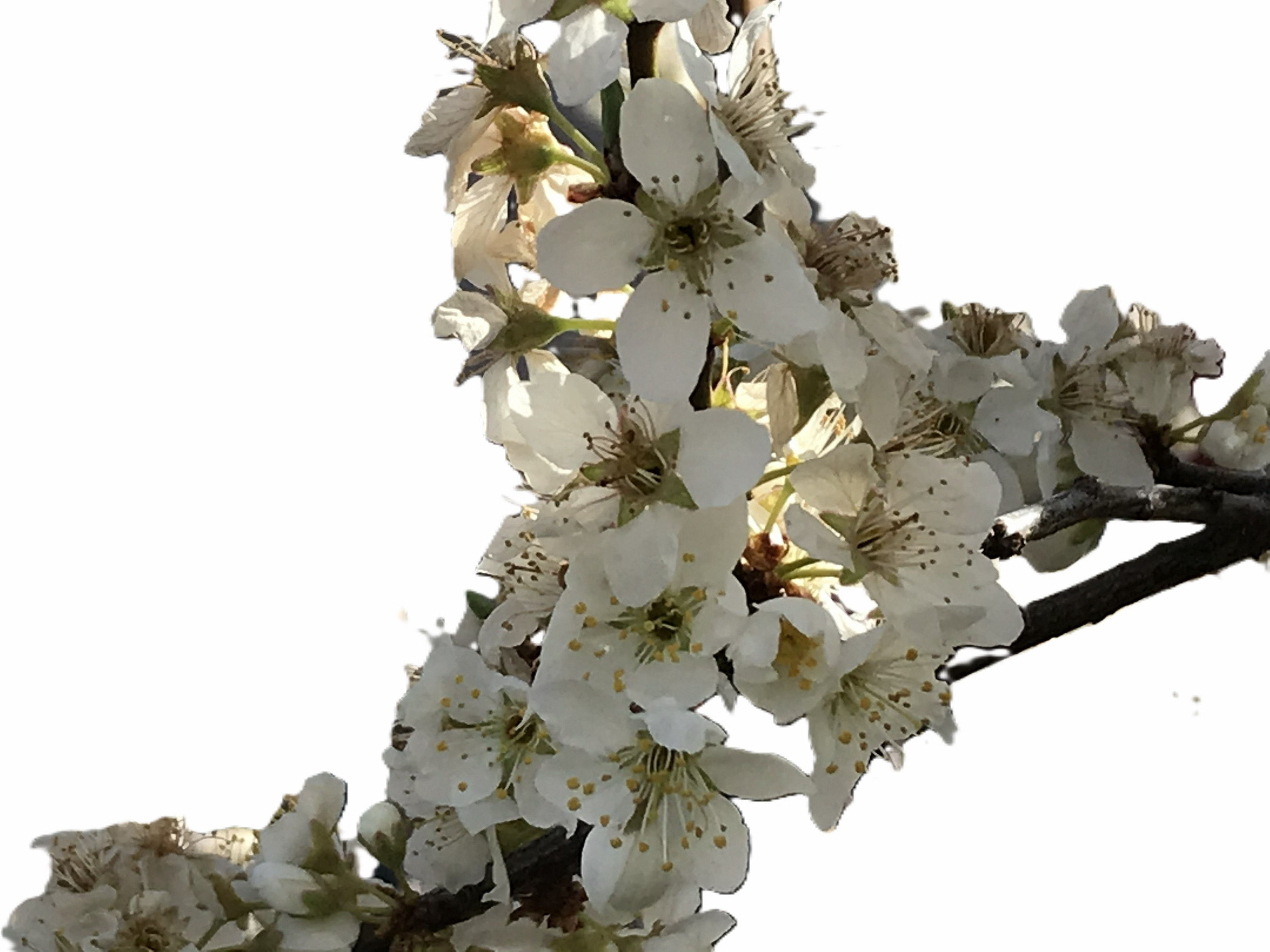Spring Flowers